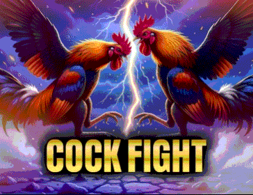 cockfight-BKfXsjIv
